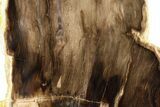 Polished, Petrified Wood (Metasequoia) Stand Up - Oregon #263491-1